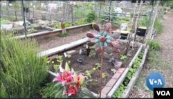 Kebun komunitas di Seattle. (VOA/videograb)