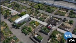 Kebun komunitas "Upgarden" di Seattle. (VOA/videograb)