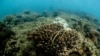 Peralatan penangkapan ikan yang dibuang terletak di terumbu karang di Phuket, Thailand, 4 April 2024. (Foto: REUTERS/Napat Wesshasartar)