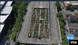 Kebun komunitas di Seattle. (VOA/videograb)