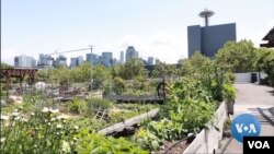 Kebun komunitas di Seattle. (VOA/videograb)
