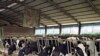 The United Nations reports raising livestock and clearing land for farms and ranches are significant greenhouse-gas emitters.
