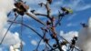 American taxpayers may soon be subsidizing Brazilian cotton farmers in order to protect the earnings of U.S. drug companies.