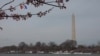 Landmark: Sakura di Tidal Basin